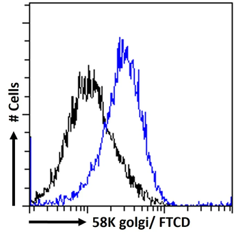 58K Golgi protein (FTCD) Antibody