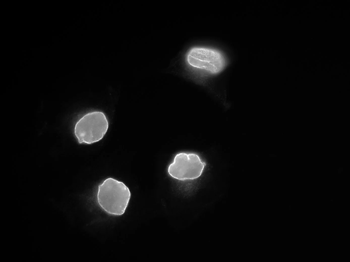 Lamin A/C Monoclonal Antibody