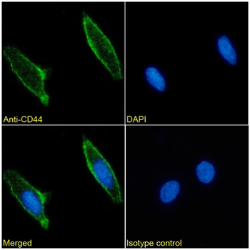 CD44 Monoclonal Antibody