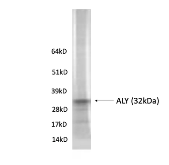 ALY/ Ref Monoclonal Antibody