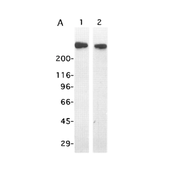 CENPE Monoclonal Antibody