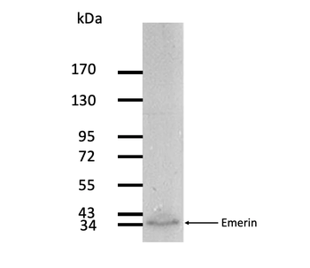 Emerin Monoclonal Antibody