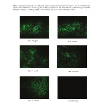 EpCAM Monoclonal Antibody