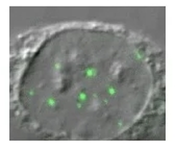 Gemin 3 Monoclonal Antibody