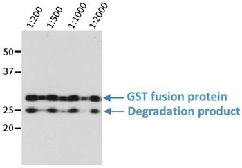 GST Monoclonal Antibody