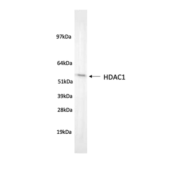 HDAC1 Monoclonal Antibody