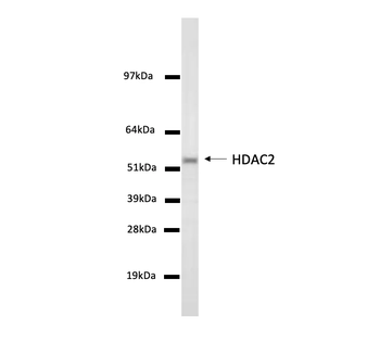 HDAC2 Monoclonal Antibody