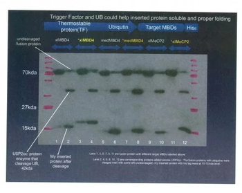 6X His tag Mouse Monoclonal Antibody