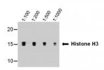 Histone H3 (tri methyl K9) Monoclonal Antibody
