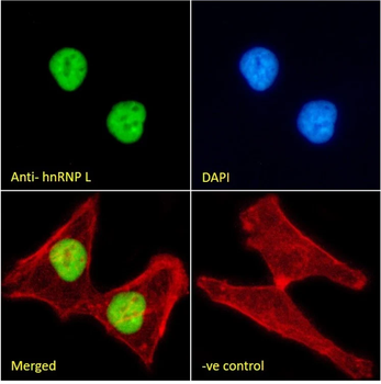 hnRNP L Monoclonal Antibody