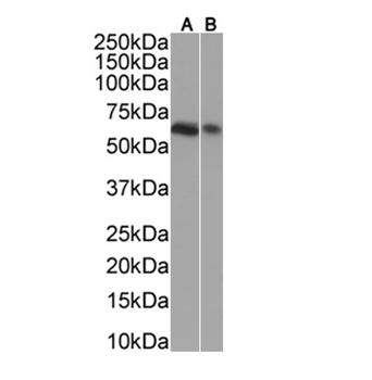 hnRNP L Monoclonal Antibody