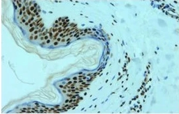 hnRNP L Monoclonal Antibody