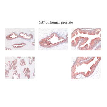 Kallikrein 2 Monoclonal Antibody