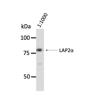 LAP2 alpha Monoclonal Antibody