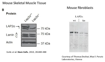 LAP2 alpha Antibody