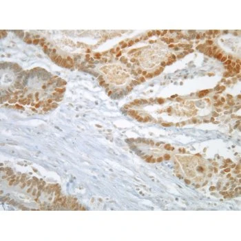 Mad2L1 Monoclonal Antibody