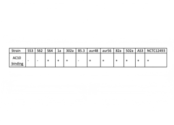 MRSA (PBP2a) Monoclonal Antibody