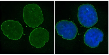 Nesprin 2 Monoclonal Antibody
