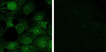 Nesprin 2 Monoclonal Antibody