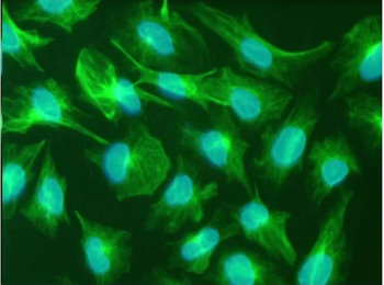 Nestin Monoclonal Antibody