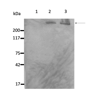 Nestin Monoclonal Antibody