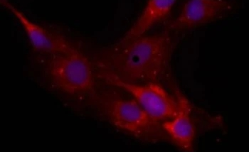 Neurocan Monoclonal Antibody