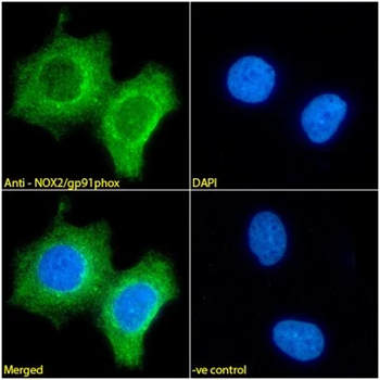 NOX2/gp91phox Monoclonal Antibody