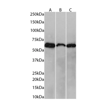 NOX2/gp91phox Monoclonal Antibody