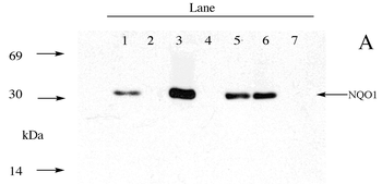 NQO1 Monoclonal Antibody