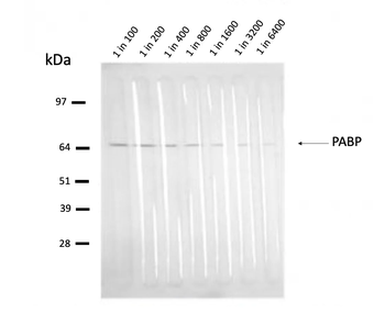 PABP Mouse Monoclonal Antibody