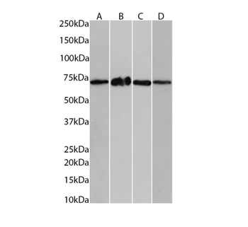 PP2A-B56 delta Monoclonal Antibody