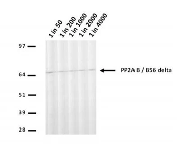 PP2A-B56 delta Monoclonal Antibody