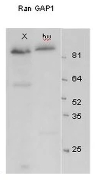 RanGAP1 Antibody