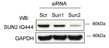 SUN2 Antibody