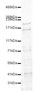 Trichohyalin Mouse Monoclonal Antibody