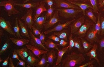 Y14 Monoclonal Antibody