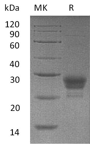 Recombinant Human OX40L Protein