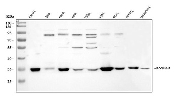 Annexin IV/ANXA4 Antibody