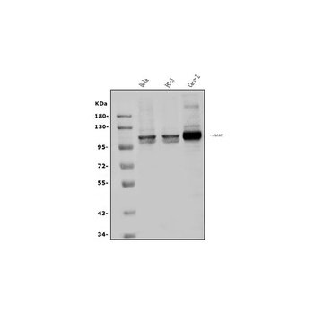 Aryl hydrocarbon Receptor/AHR Antibody