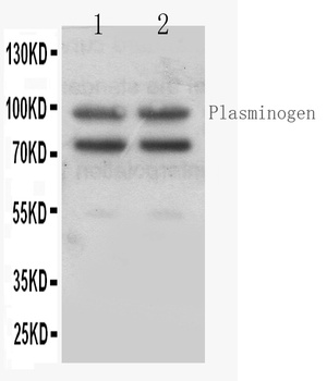 Angiostatin K1-3/PLG Antibody