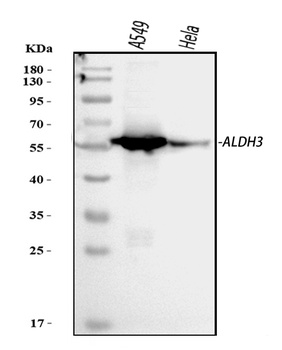 Anti-ALDH3A1 Antibody