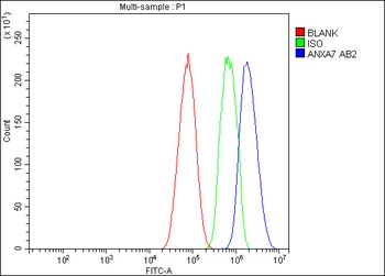 Anti-Annexin VII/ANXA7 Antibody