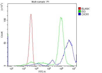 Anti-CXCR1 Antibody