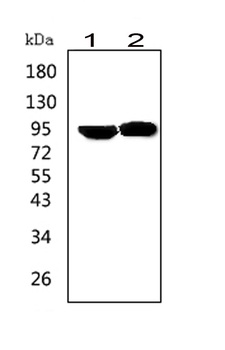 Anti-Prolactin Receptor/PRLR Antibody