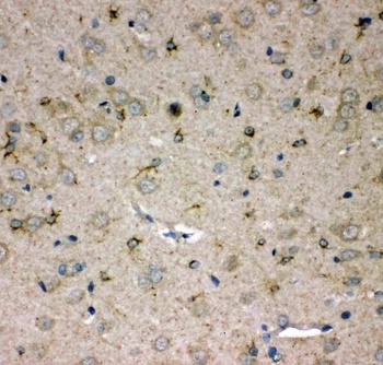 Anti-SPARC-like protein 1 SPARCL1 Antibody