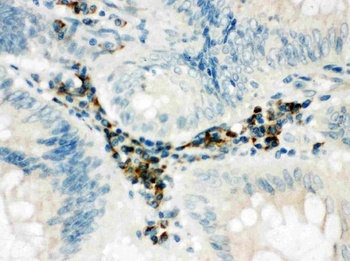 Anti-SPARC-like protein 1 SPARCL1 Antibody