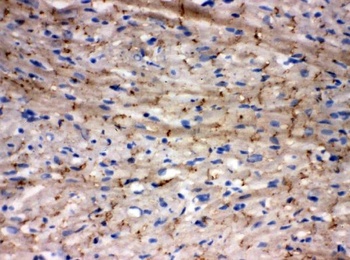 Anti-Connexin 43/GJA1 Antibody