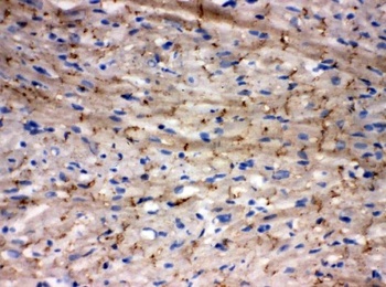 Connexin 43/GJA1 Antibody