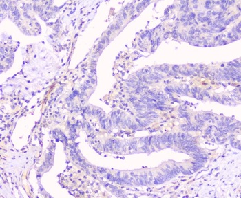 Anti-Connexin 43/GJA1 Antibody