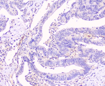 Connexin 43/GJA1 Antibody